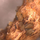 Image for article titled How The Great French Wine Blight Changed Grapes Forever